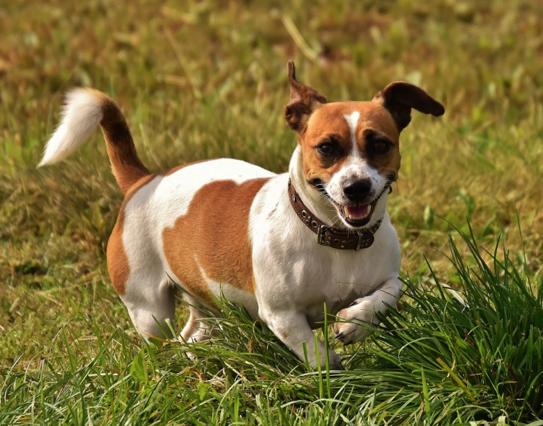 Тулячка отсудила у соседки компенсацию за покусанные джек–расселом ноги