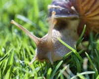 Спасите свой урожай: пять убойных способов борьбы с улитками на дачном участке