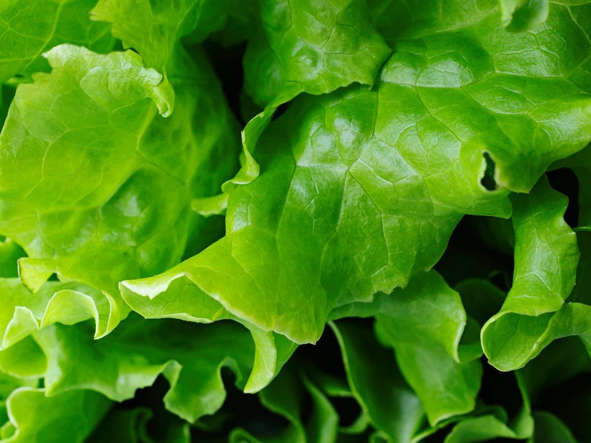 Не луком единым: базилик, салат и микрозелень на подоконнике