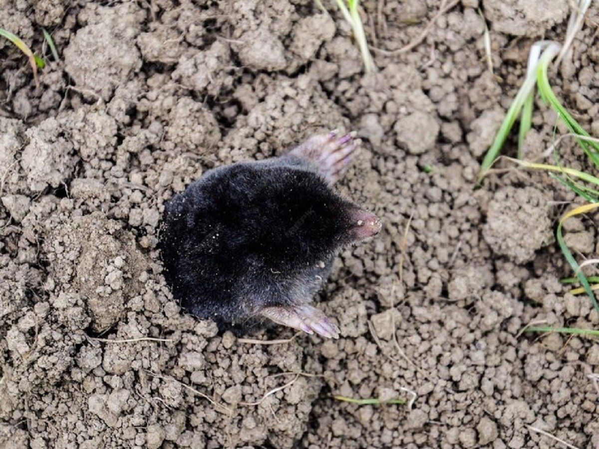 Тайные приемы опытных дачников: как быстро избавиться от нашествия кротов