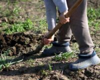 В Тамбовской области три человека заразились боррелиозом от клещей