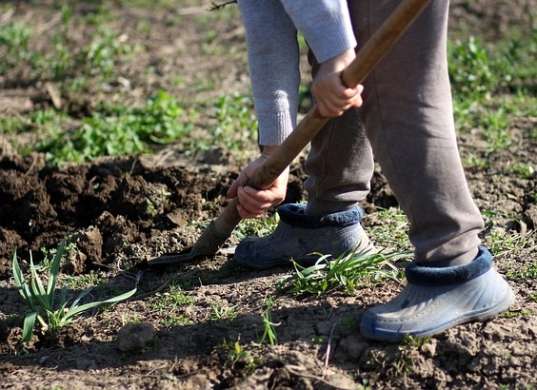 В Тамбовской области три человека заразились боррелиозом от клещей