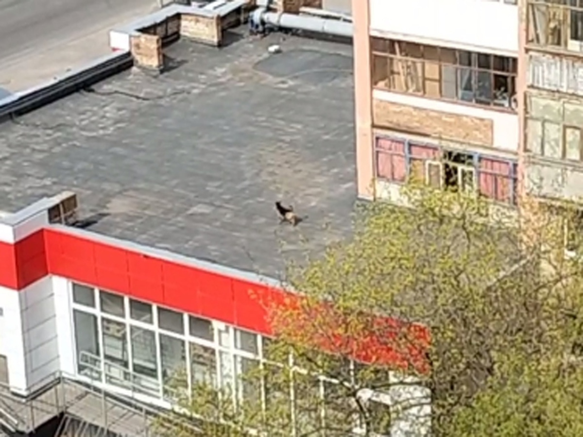 В городе Рязани жильцы многоэтажного дома выгуливали собаку на крыше супермаркета