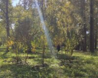 Посадка деревьев