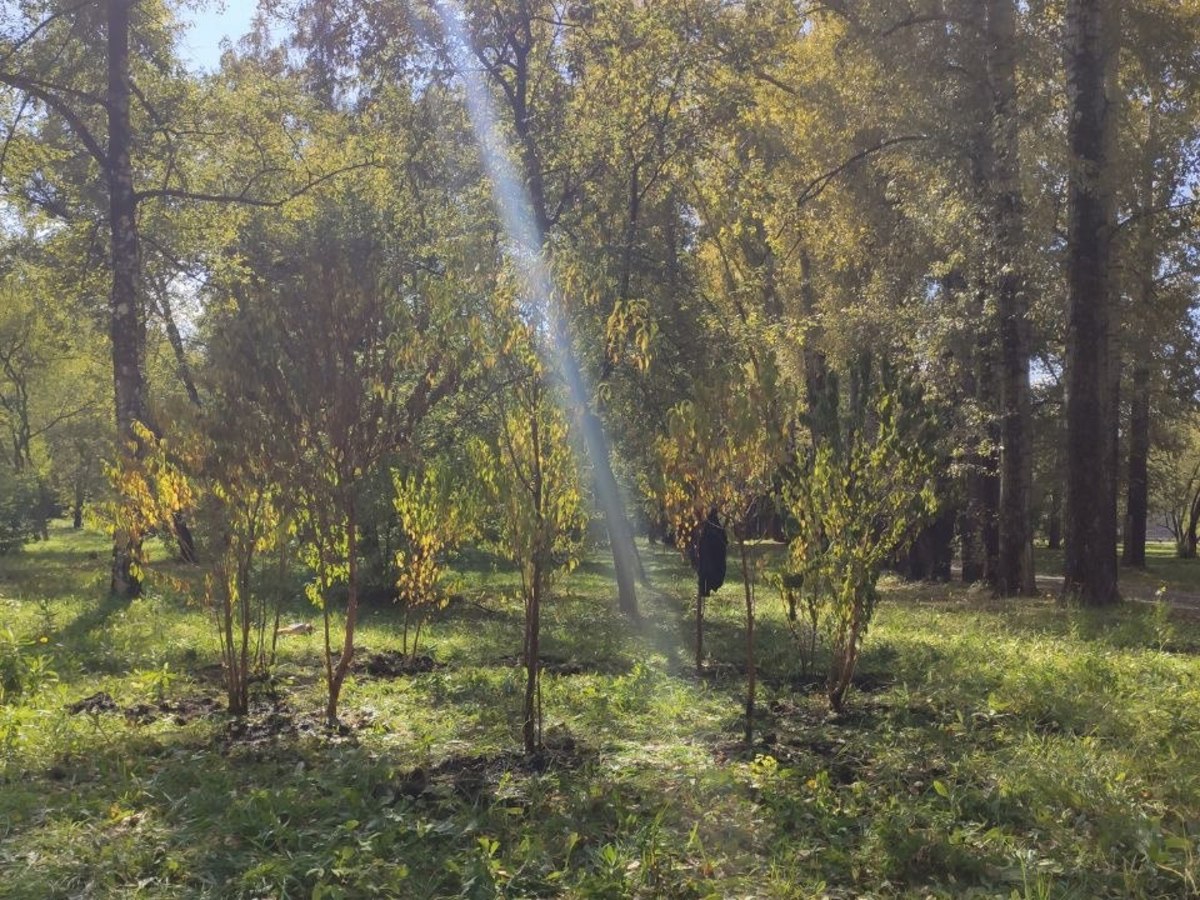 Посадка деревьев