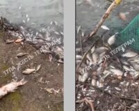 В Туле и Щекинском районах погибшую в прудах рыбу прибило к берегу