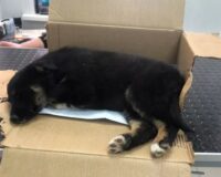 В Тамбове на живодера сбросившего щенка из окна многоэтажки возбудили дело