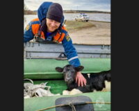 Спасение теленка