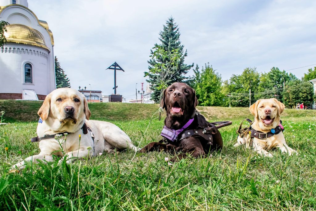 В Ивановской области семи инвалидам по зрению предоставили собак-проводников