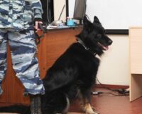 В Туле ТЦ «Макси» после угроз кинологи обследуют на предмет взрывчатки