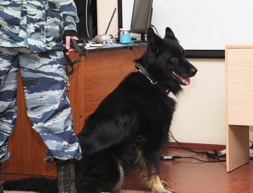 В Туле ТЦ «Макси» после угроз кинологи обследуют на предмет взрывчатки