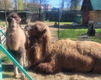 верблюды два