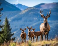 Новый конец света не за горами: зомби-вирус оленей поразил первых людей