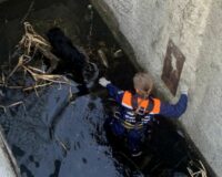 В городе Рязани волонтеры спасти собаку, упавшую в бетонную траншею с водой