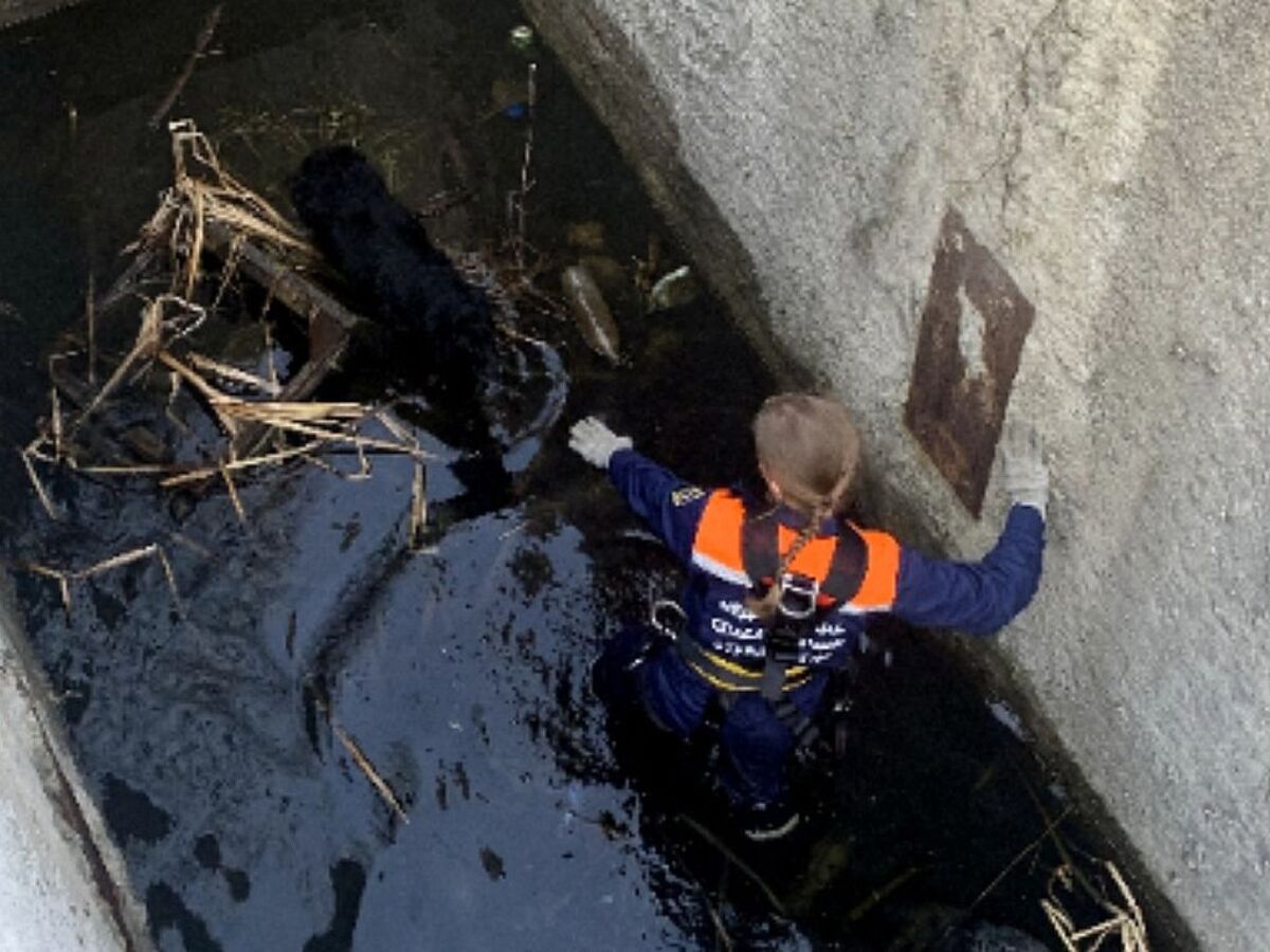 В городе Рязани волонтеры спасти собаку, упавшую в бетонную траншею с водой