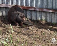 В Тульской области бобер пробрался на участок частного дома и напал на собаку