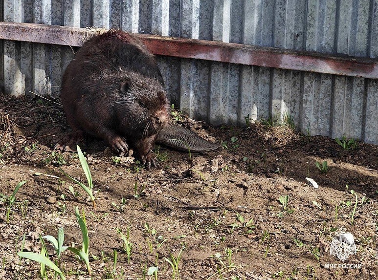В Тульской области бобер пробрался на участок частного дома и напал на собаку