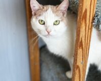 xo2xdcms8bq10005796735