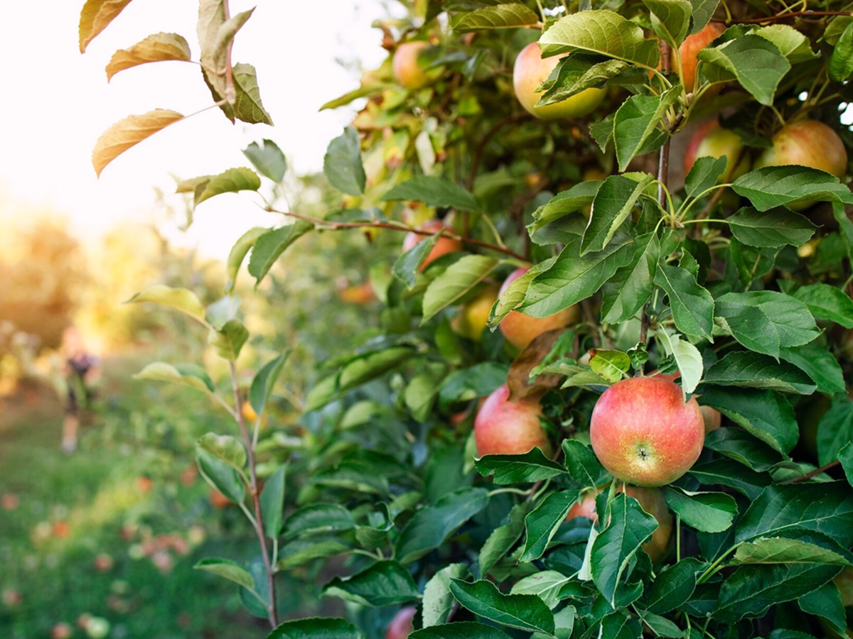 Опытные дачники украшают яблоню ёлочными шарами: эффективный лайфхак - вот как он работает