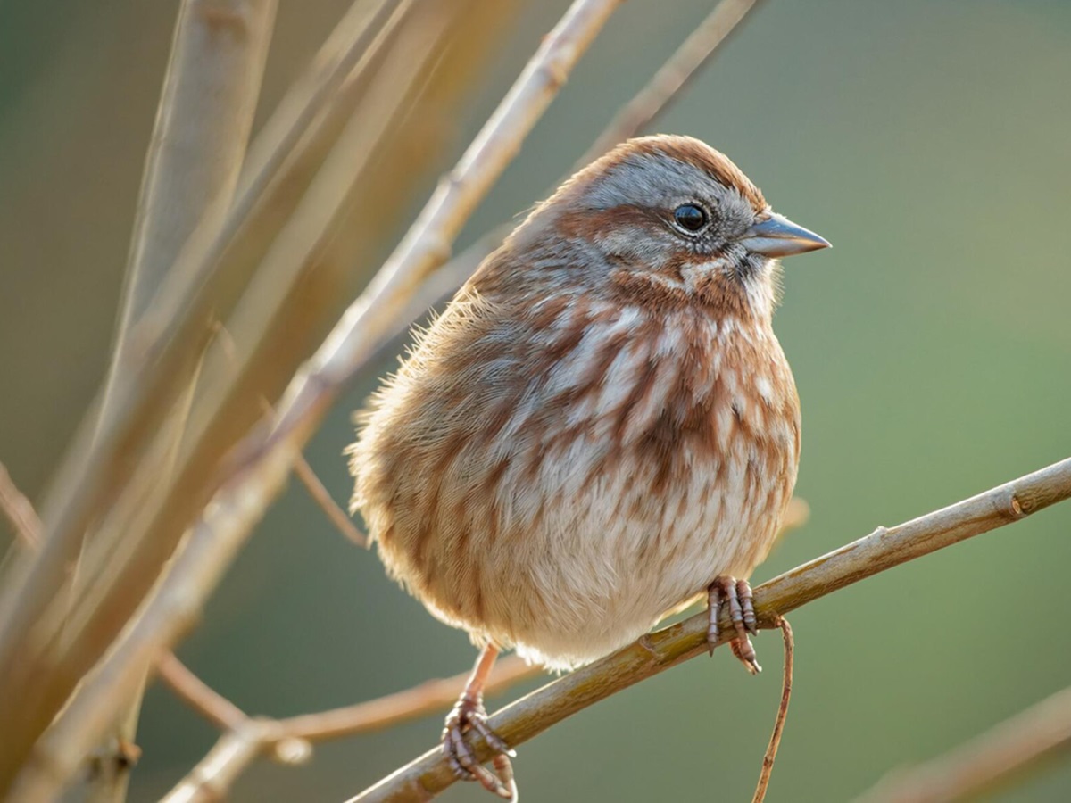 Не кричите на птиц и откажитесь от хлеба: приметы на 17 апреля - поймайте удачу за хвост