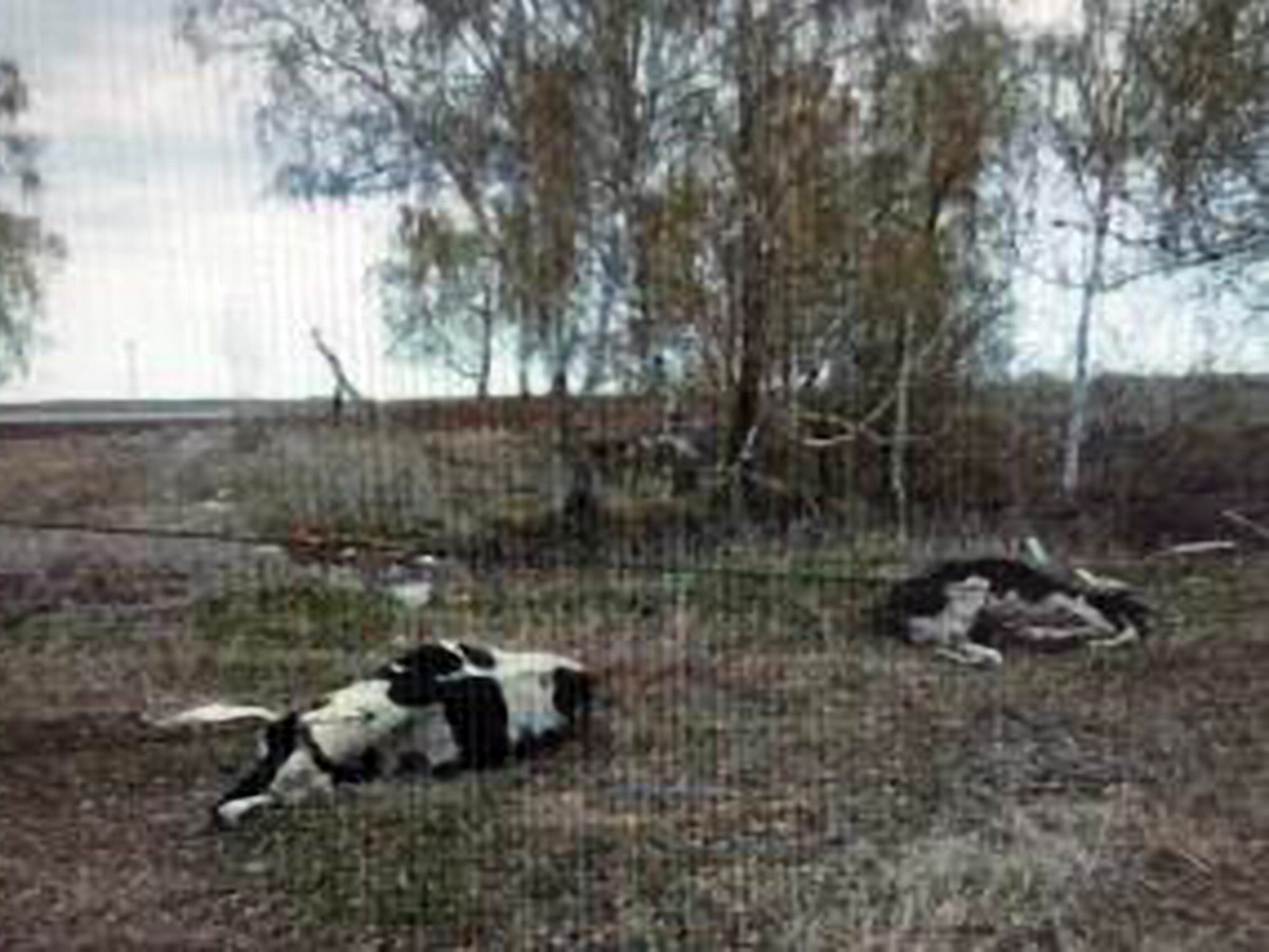 захоронения животных