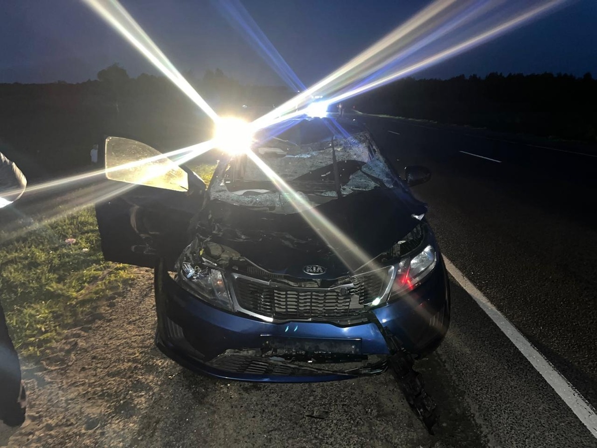 В Рязанской области в Скопинском районе иномарка сбила лося