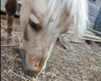 В Новгородской области неизвестный обстрелял лошадей