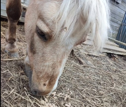 В Новгородской области неизвестный обстрелял лошадей