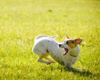 Жительница Тамбовской области выплатит 70 тыс. за укус ребенка ее собакой