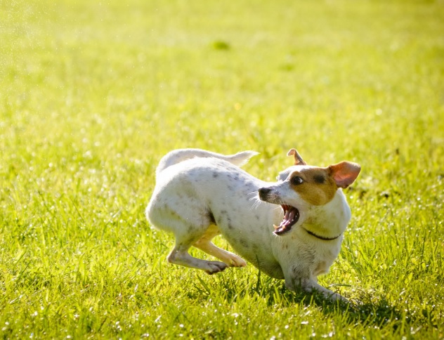 Жительница Тамбовской области выплатит 70 тыс. за укус ребенка ее собакой
