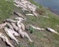 В Тамбовской области в пруду зафиксирована массовая гибель рыбы