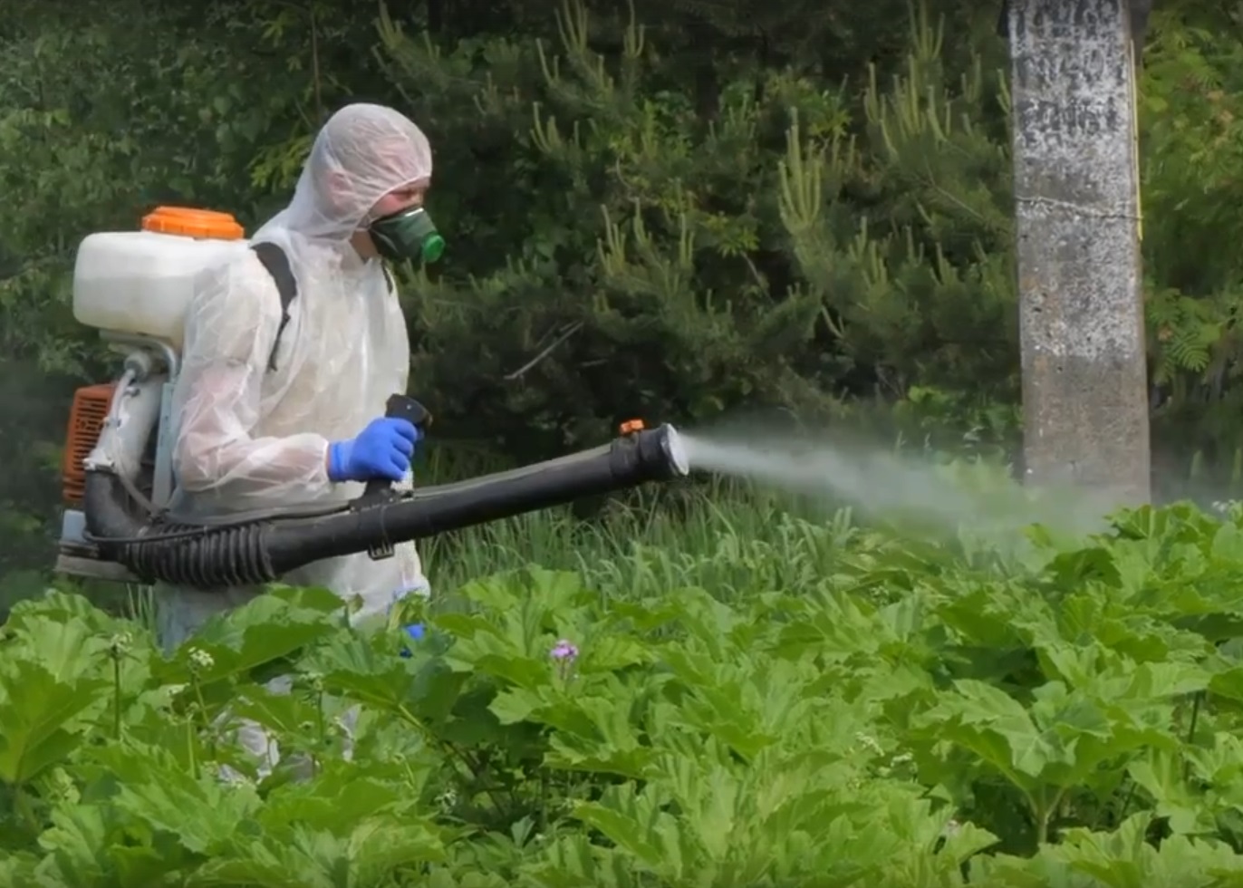 В Промышленном районе Смоленска началась химобработка от ядовитого борщевика