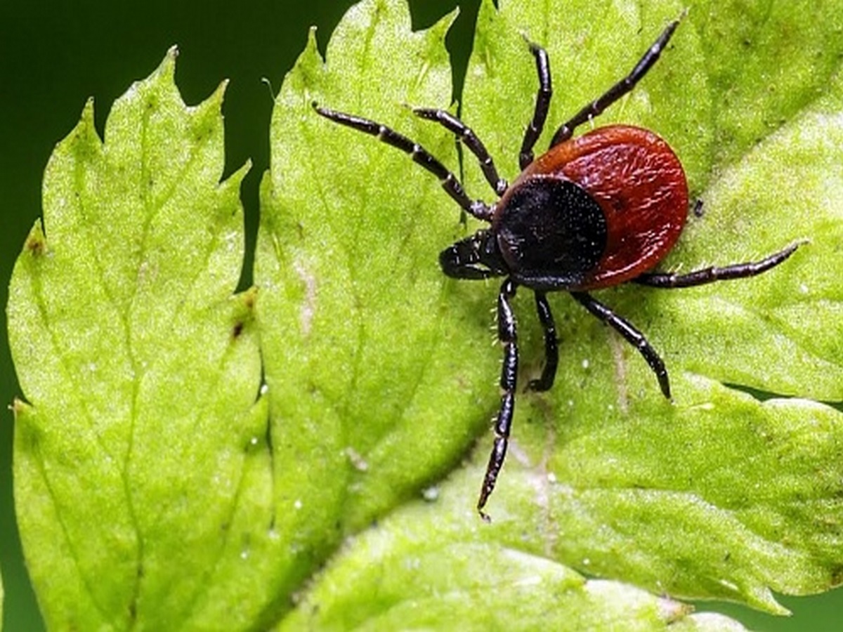 исксодовый клещ