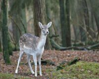 В Рязанской области в Путятинском районе легковушка сбила косулю