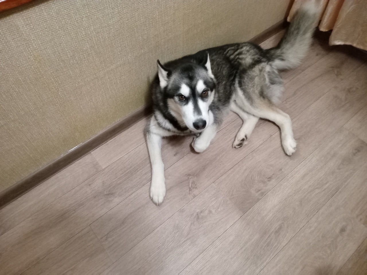 В новгородской деревне на 20 тысяч рублей оштрафовали хозяйку агрессивного пса