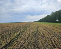 В Тамбовской области из-за побитых заморозками растений введен режим ЧС