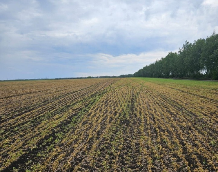 В Тамбовской области из-за побитых заморозками растений введен режим ЧС
