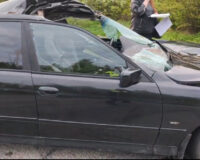 ДТП с лосем