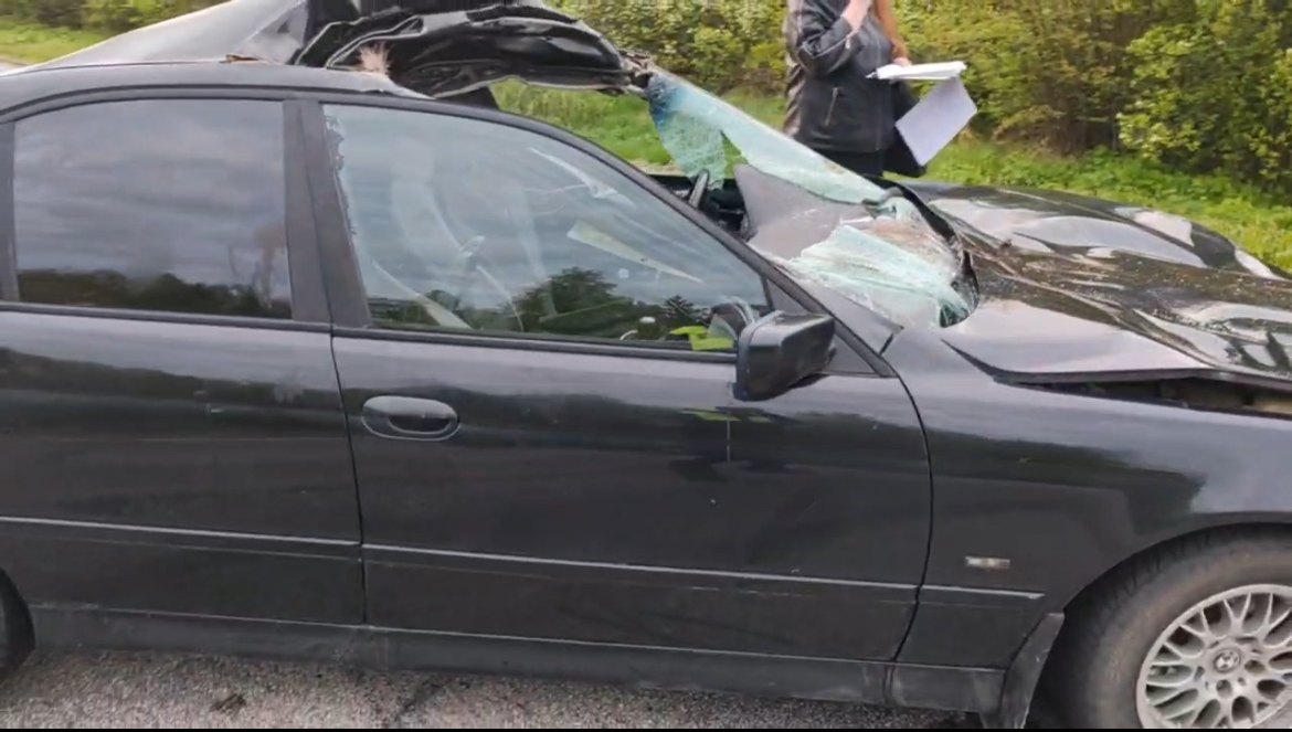 ДТП с лосем