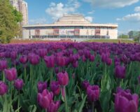 В Иванове на городских клумбах распустилось 80 тысяч тюльпанов