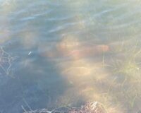 В Тамбовской области в пруду местные жители нашли два снаряда ВОВ