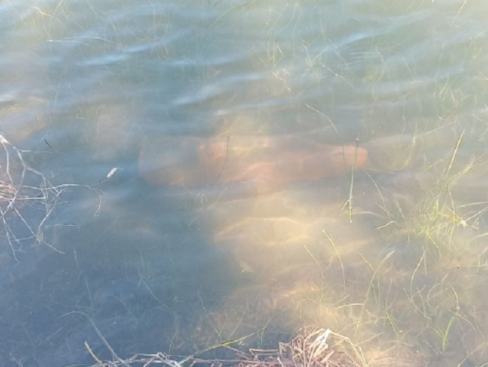 В Тамбовской области в пруду местные жители нашли два снаряда ВОВ