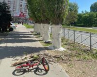 ветки упали