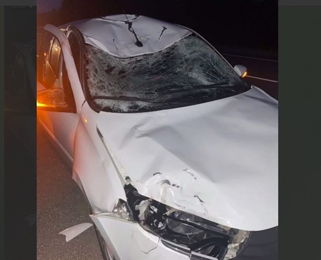 В Новгородской области автомобиль сбил лося