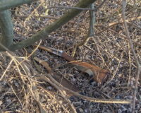 Охотничье ружье