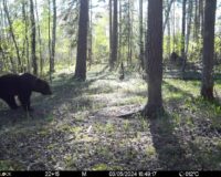 Живая природа: в Рязанской области в объектив снова попал косолапый