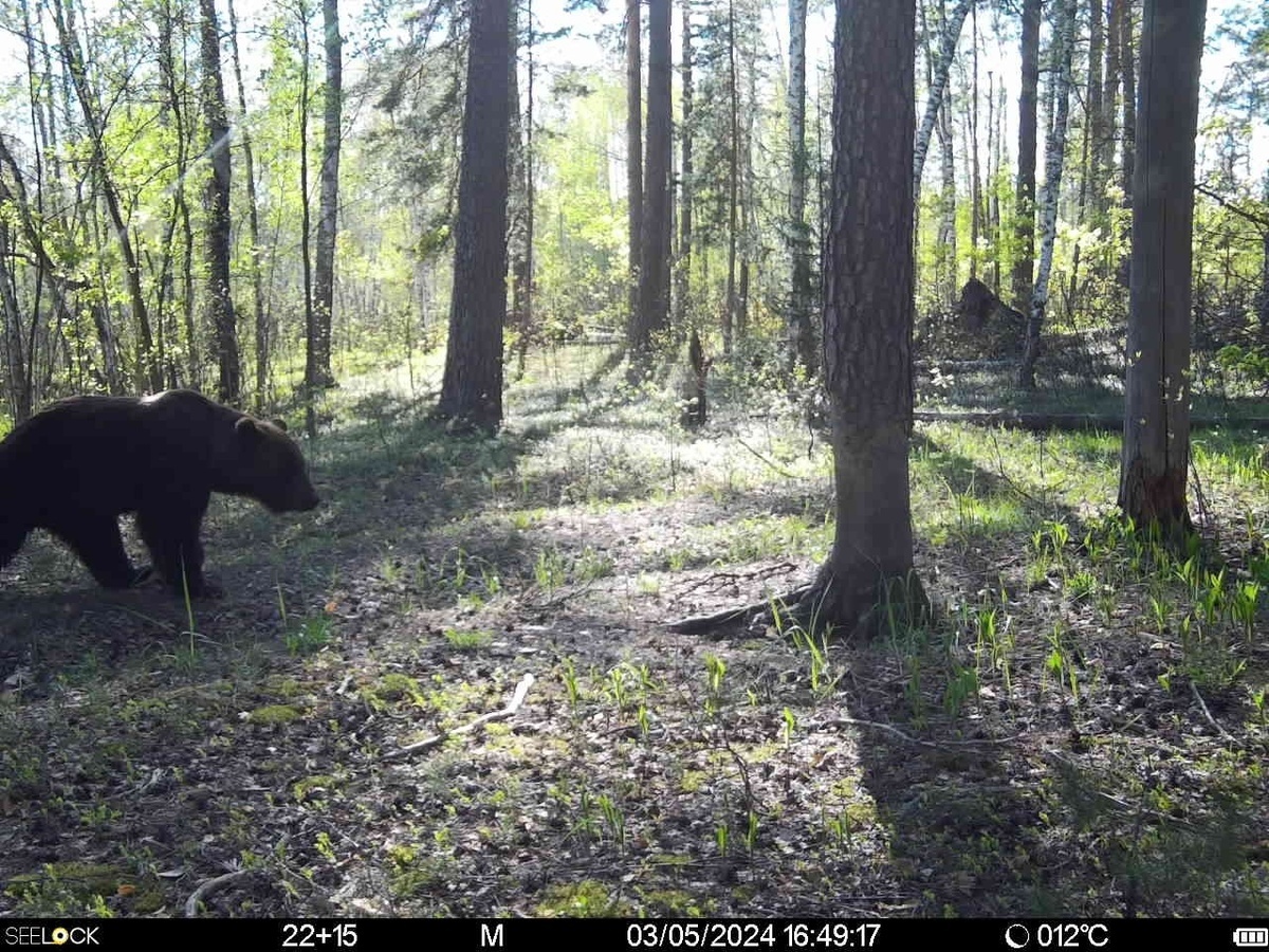 Живая природа: в Рязанской области в объектив снова попал косолапый