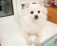 В Ивановской области владелица собаки выплатит 13-летней девочке 50 тысяч