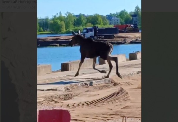 Лось пробралcя на стройку Новгородской технической школы