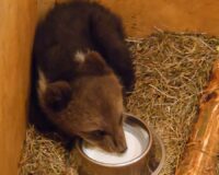 В Новгородской области спасли медвежонка